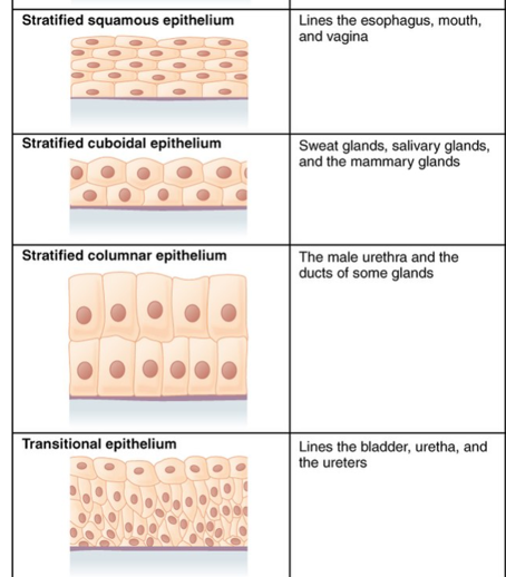 <ul><li><p>sensory receptors as they line major cavities in the body</p></li><li><p>responsible for making new cells</p></li><li><p>sheets of tissue bound together → epithelia</p></li><li><p>tissue formed lacks blood</p></li><li><p>varying shapes that cover body surfaces and line cavities. They serve protective, absorptive, and secretory functions. </p></li><li><p></p></li></ul><p></p>
