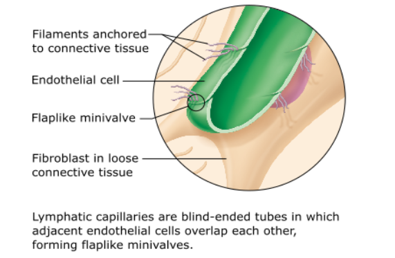 <p><span>Which of the following promotes closure of the minivalves associated with a lymphatic capillary?</span></p><table style="min-width: 25px;"><colgroup><col style="min-width: 25px;"></colgroup><tbody><tr><td colspan="1" rowspan="1" style="margin: 0px; padding: 0.3em; position: relative;"><p>increasing pressure inside the lymphatic capillary </p></td></tr><tr><td colspan="1" rowspan="1" style="margin: 0px; padding: 0.3em; position: relative;"><p>inflammation of tissues surrounding the lymphatic capillary </p></td></tr><tr><td colspan="1" rowspan="1" style="margin: 0px; padding: 0.3em; position: relative;"><p>anchoring of endothelial cells to adjacent structures by collagen fibers </p></td></tr><tr><td colspan="1" rowspan="1" style="margin: 0px; padding: 0.3em; position: relative;"><p>increasing pressure in the interstitial space </p></td></tr></tbody></table><p></p>