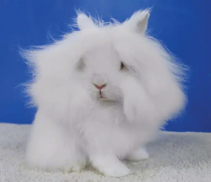 <p>What Breed Am I?</p>