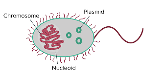 one large circular chromosome + several small chromosomal structures called plasmids

* located in cytosol
* usually a singe circular chromosome
* no histones, not as condensed