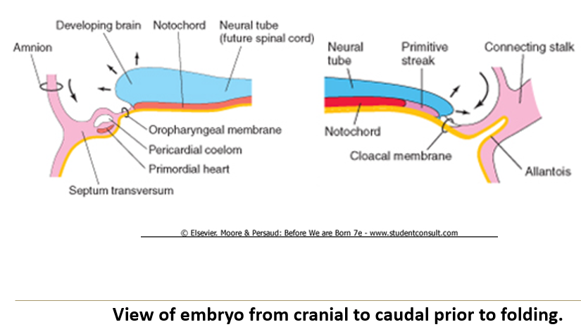 <p><strong>Head and tail folding</strong> in the embryo happens because <strong>the brain and spinal cord grow quickly. </strong>The front (head) end folds because the brain is getting bigger. The tail end folds because the spinal cord is getting longer. These folds help form the <strong>forebrain and hindgut.</strong></p>
