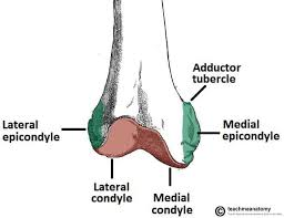 <p>bump on the side next to the patellar surface on the midline</p>
