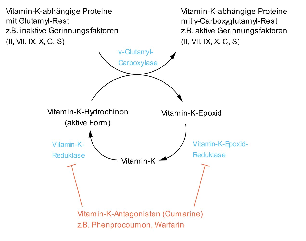 <p>D. Insufficient modification of coagulation factors</p>