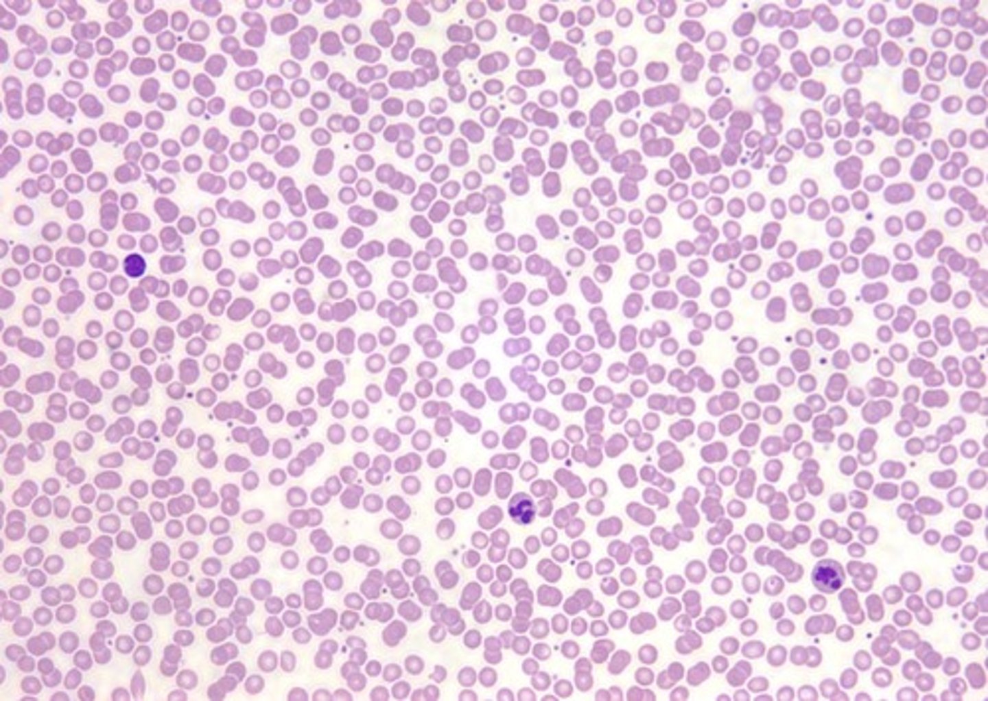 <p>What tissue is this?</p>