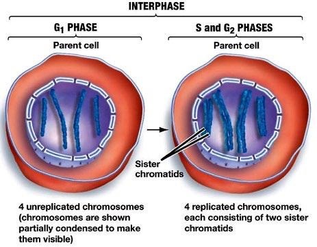 <p>DNA replication occurs, each chromosome is replicated to produce two sister chromatids.</p>