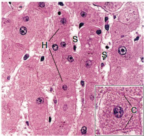 <p>Identify the Epithelium</p>