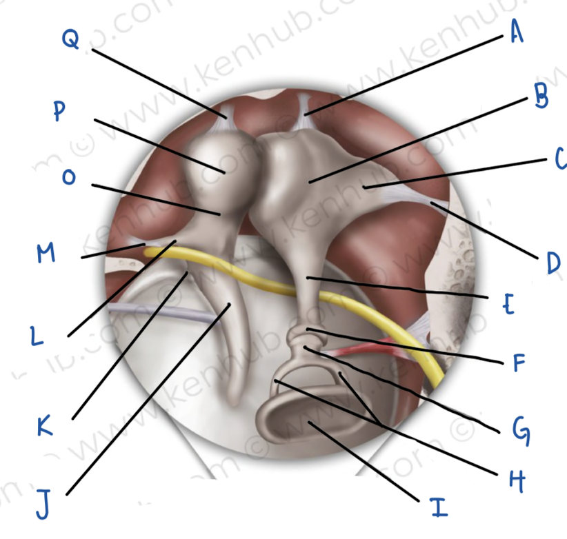 <p>Name the middle ear structure labeled E</p>