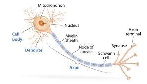 <p>Axon</p>