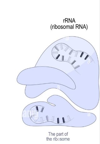 <p>Structure:</p><ul><li><p>single stranded</p></li><li><p>globular</p></li></ul><p>Function:</p><ul><li><p>combine with proteins to make up ribosomes</p></li></ul>