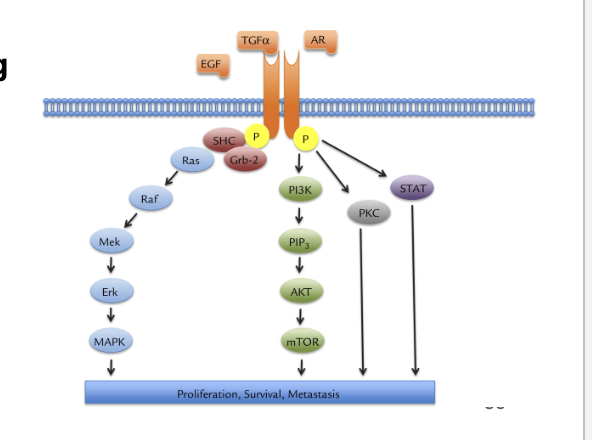 <ul><li><p>transmembrane growth factor receptor belonging to family of <strong>HER-related proteins</strong></p></li><li><p>ligand binding triggers <strong>phosphorylation thru tyrosine kinase activity</strong></p></li><li><p>phosphorylation triggers downstream signaling <strong>RAS/RAF/MEK/MAPK</strong> and <strong>PI3K/AKT pathways</strong></p><ul><li><p>induction of cancer-cell proliferation</p></li><li><p>blockade of apoptosis</p></li><li><p>activation of invasion and metastasis</p></li><li><p>stimulation of neovascularization</p></li></ul></li></ul><p></p>