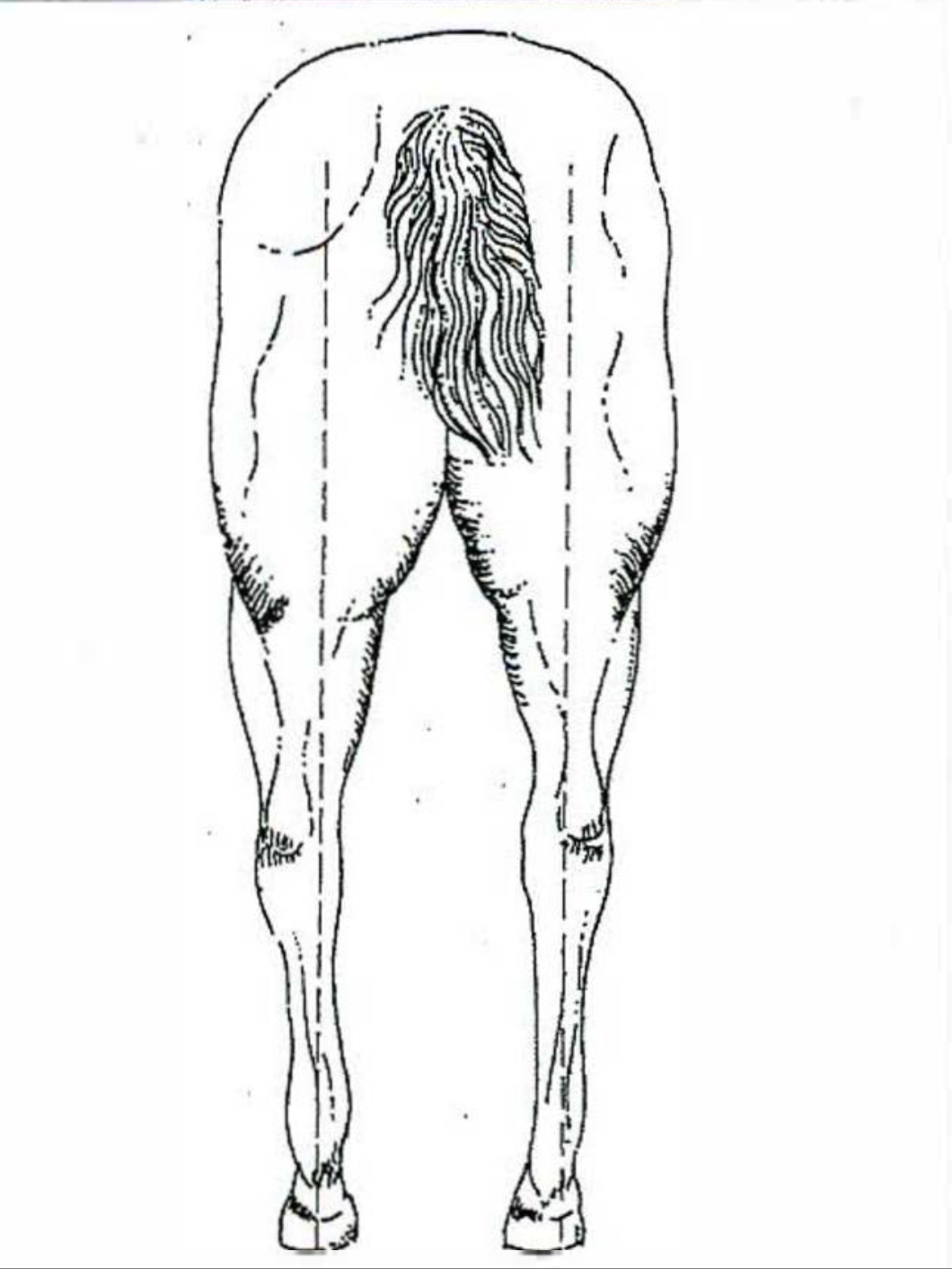<p>Horse </p>