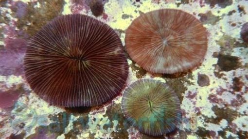 <p>Mushroom coral (<em>Fungia</em>)</p>