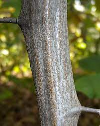 <p>musclewood, Carpinus caroliniana, Betulaceae</p>