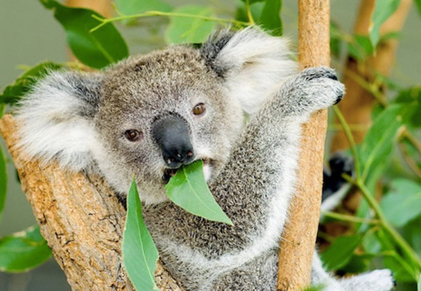 <p>an animal that obtains energy by eating only plants</p>