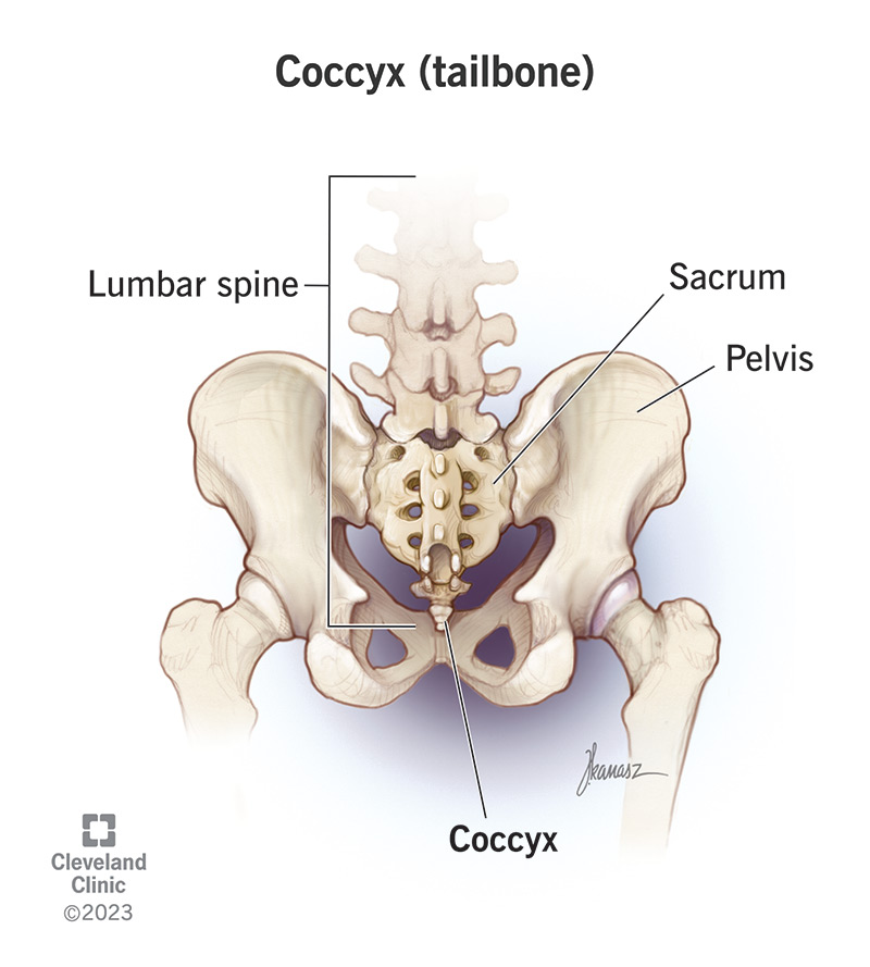 <p>Tailbone (Coccyx)</p>
