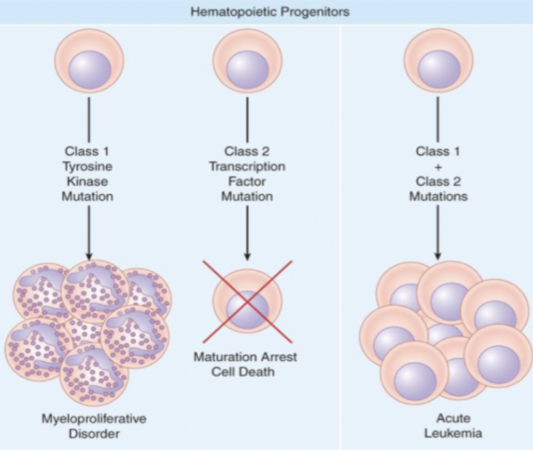 <p>Vid en malign transformation uppstår det antingen <strong>ohämmad proliferation</strong> eller minskad differentiering. En kombination av dessa leder ofta till akut leukemi.</p><p><strong>Leukemisk stamcell</strong>: måste ha förmåga till självförnyelse. Vid en skada på HSC eller progenitorceller uppstår ofta <em>båda typer</em> av mutationer. Det kan drabba myeloida eller lymfoida progenitorceller. </p>