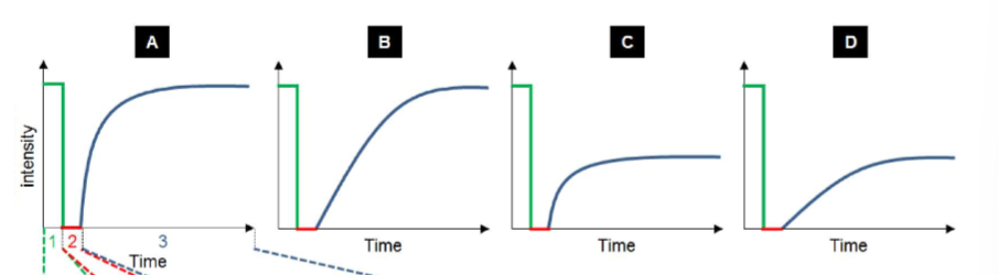 <p>Describe these FRAP graphs</p>