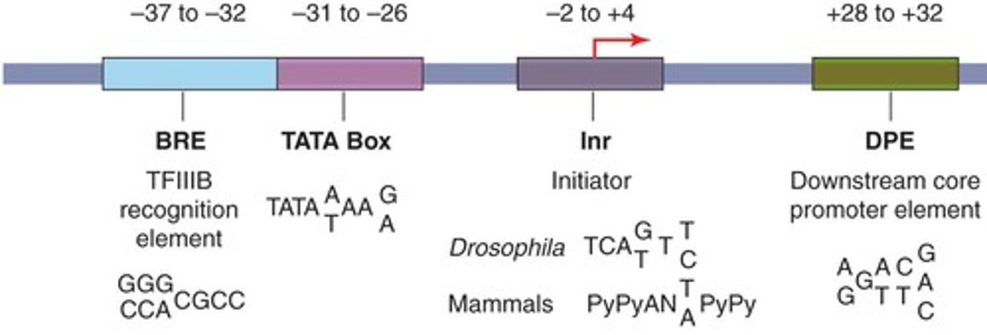 <p>is within the transcribed portion of a gene</p>