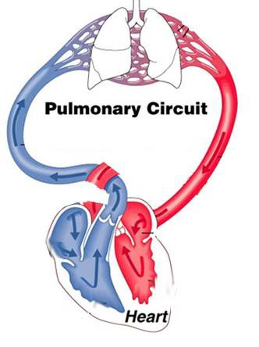 <p>deoxygenated</p>