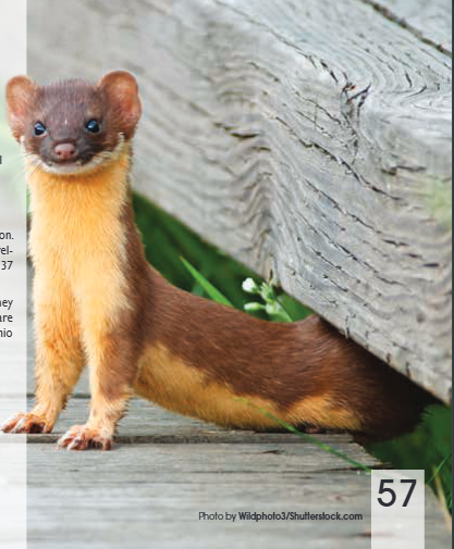 <p><span><span>Mustela frenata</span></span></p>