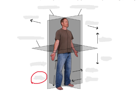 <p>farthest from an articular point (away from axial skeleton)</p>