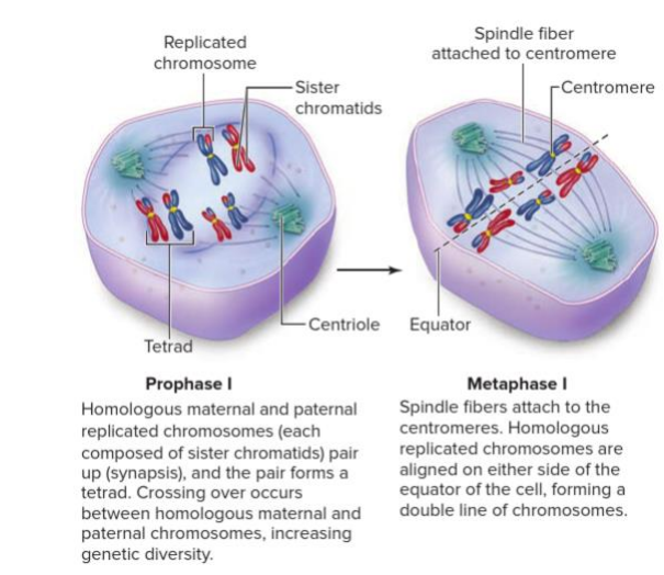 <p>- Meiosis is important for increasing genetic variability of the species. This occurs due to:</p><p>1. Crossing Over during prophase 1</p><p>2. Random (independent) assortment in Metaphase 1</p>