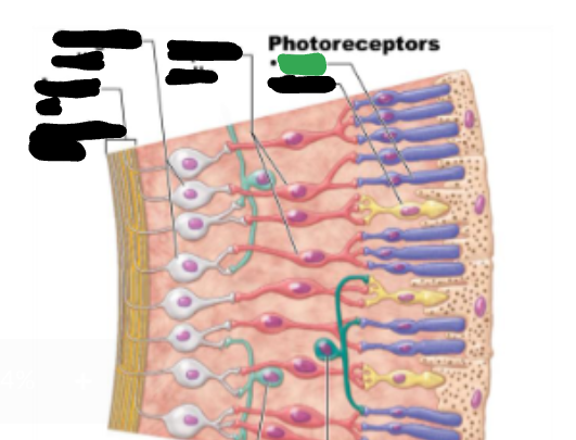 <p>Rod (photoreceptor) </p>