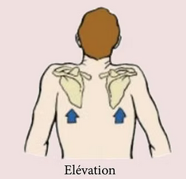 <p>Élévation de la scapula de l’articulation scapulo-thoracique</p>