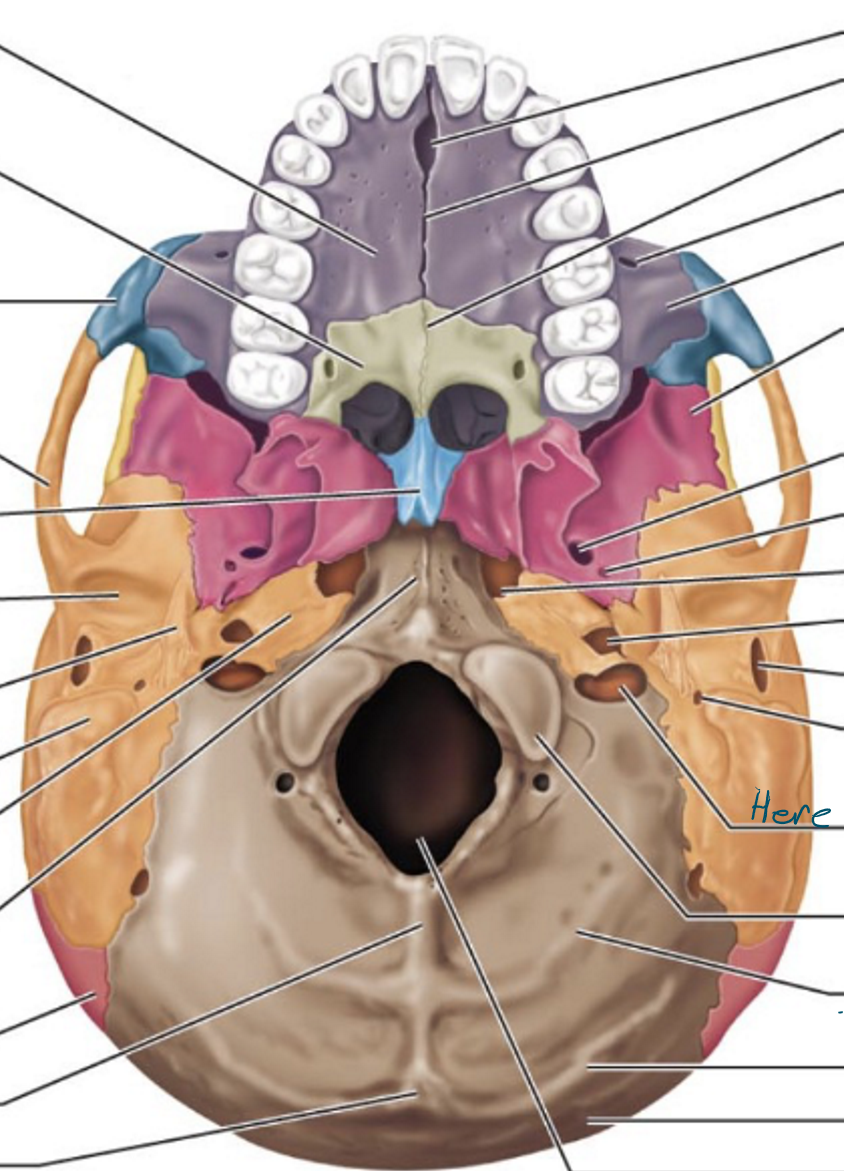 knowt flashcard image