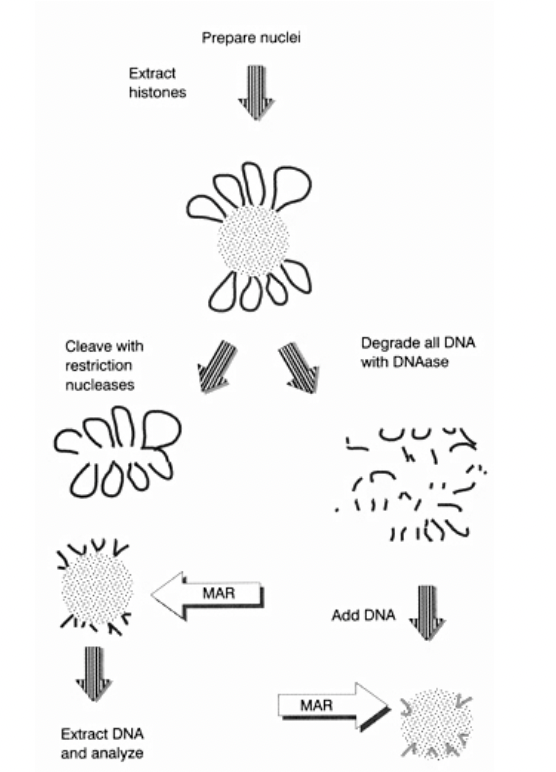 <ol><li><p>DNA on the scaffold (which is made of proetins, laminins etc</p></li><li><p><strong>DNAase</strong>→ degrades DNA off→ into fragments</p></li><li><p>Now add random small fragments of DNA</p></li><li><p>See what sticks</p></li></ol><p>THEREFORE:</p><ul><li><p>Can see which parts of DNA have ability to stick to scaffold</p></li></ul><p><em>but</em></p><ul><li><p>Ignores the context of continuous long strand and loops</p></li></ul><p><em>OVERALL: just conceptual</em></p><p></p>