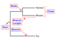 <p>diagram that represents evolutionary relationships between organisms</p>