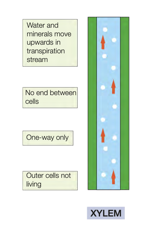 <ul><li><p>extend from roots, through to stem, up and through leaves</p></li><li><p>unidirectional passive transport of water and mineral nutrients from roots to other plant parts</p></li><li><p><strong>transpiration stream</strong> - continuous upward flow of water in xylem vessels</p></li><li><p>long, hollow tubes, fused dead cells with no contents</p></li><li><p>arranged end to end, no cell walls bteween (continous tube water can flow thru)</p></li><li><p>tough walls made of liging - thickens vessels, helps withstand pressure </p></li><li><p>lignin deposited in spiral shape to allow flexibility </p></li></ul><p></p>