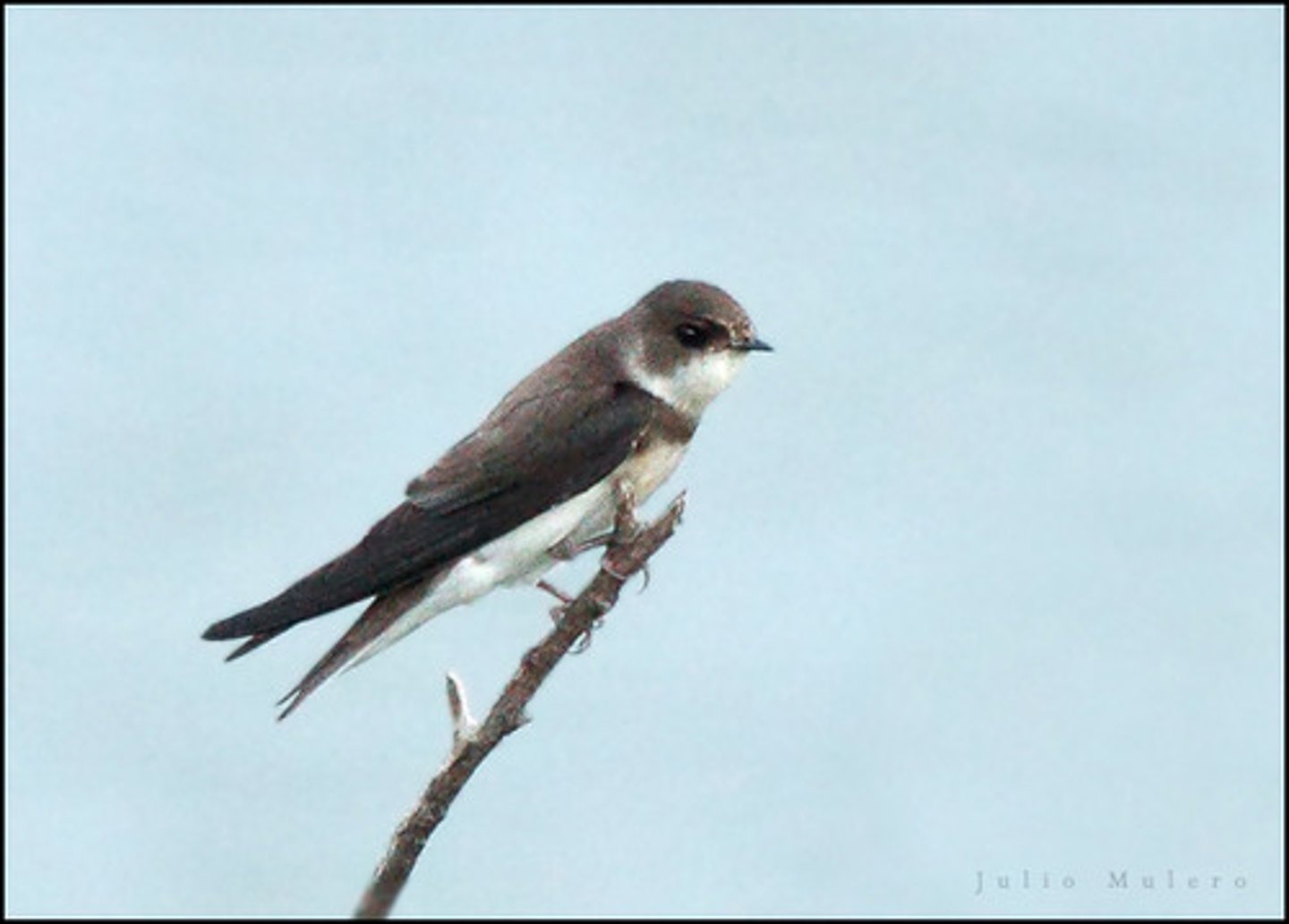 <p>Riparian areas and shorelines</p><p class="p1">Vertical cliffs and banks with sandy, erodible soil required for nesting, CA Threatened</p>
