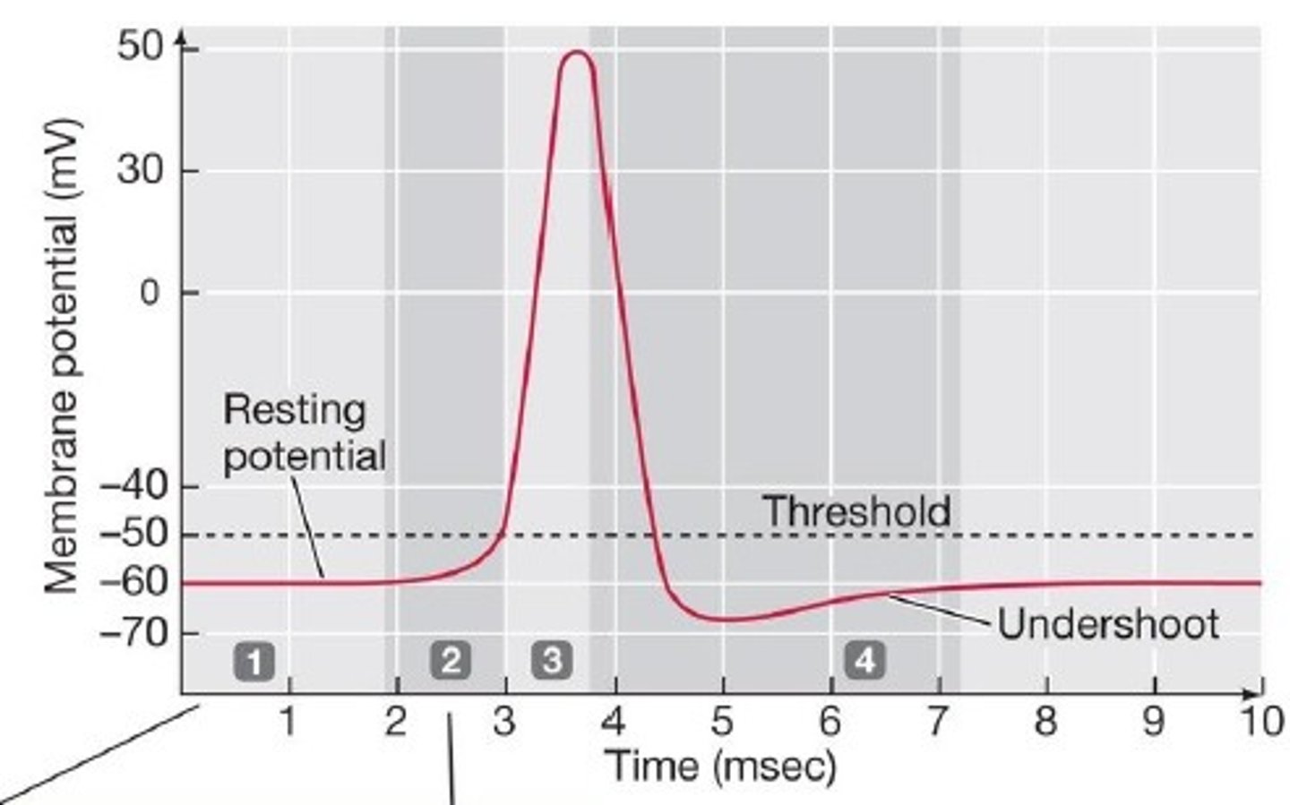 <p>membrane potential required to open voltage-gated channels</p>