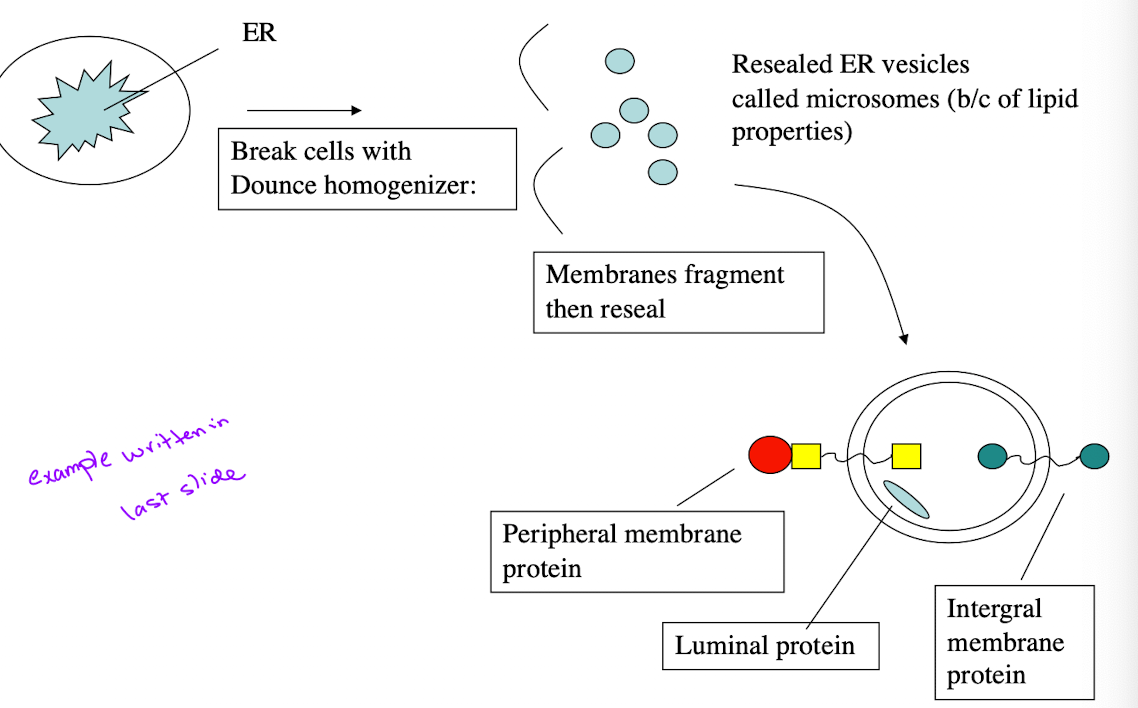 <ul><li><p>Purpose: Determine orientation of membrane proteins</p></li><li><p>Experimental Setup:</p><ul><li><p>Homogenize cells/ER → microsomes</p></li><li><p>Add Triton X-100</p></li><li><p>Treat w/trypsin</p></li><li><p>Analyze SDS-PAGE</p></li></ul></li></ul><p></p>