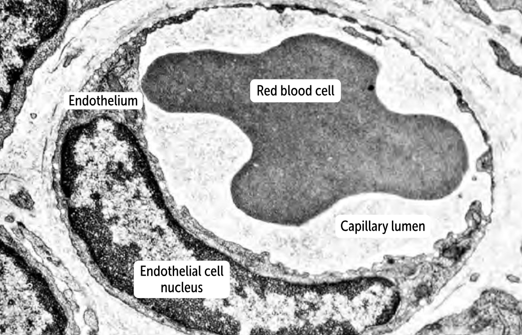<p>__________________</p><ul><li><p>more permeable than continuous capillaries </p></li><li><p>has tiny holes or pores (fenestrae) in the endothelial cells that allow the passage of substances across the capillary wall</p></li><li><p>Sometimes, the fenestrae are covered with thin membranes (or diaphragms) that allow greater control over which substances are allowed to pass through the capillary wall. </p></li><li><p>has an intact basement membrane. </p></li><li><p>found in the glomeruli of the kidney but also appear in the intestines, endocrine glands, and the pancreas. (These are tissues with more extensive transit of fluid and molecules between capillary and tissues)</p></li></ul><p></p>