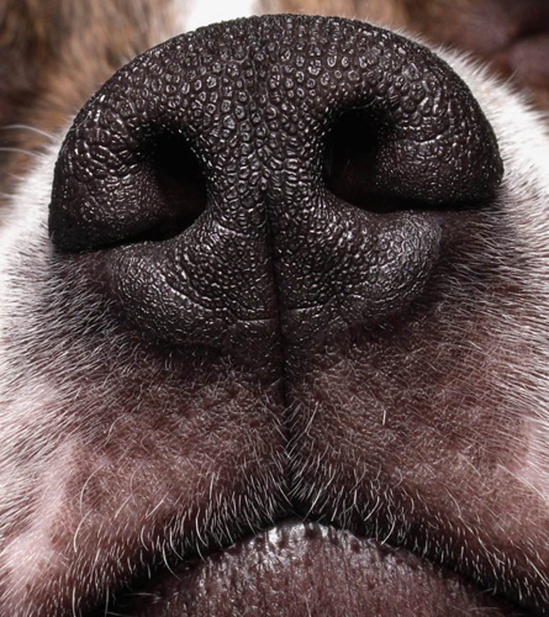 <p>to smell</p>