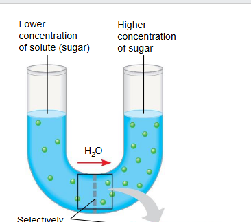 <ul><li><p class="ds-markdown-paragraph"><strong><span>Osmosis:</span></strong><span> Diffusion of </span><strong><span>water</span></strong><span> across a membrane from low solute to high solute concentration.</span></p></li></ul><p></p>