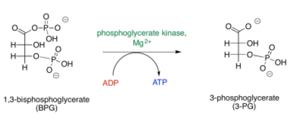 <p>Phosphoglycerate kinase</p><p><span>The reaction operates near equilibrium</span></p><p>1,3-Bisphosphoglycerate (1,3BPG) to 3-phosphoglycerate (3PG)</p>