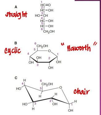<p>Which form of glucose is more stable and explains many of its properties?<br>A. Open-chain form<br>B. Ring (cyclic) form <br>C. Ketone form<br>D. Oxidized form</p>
