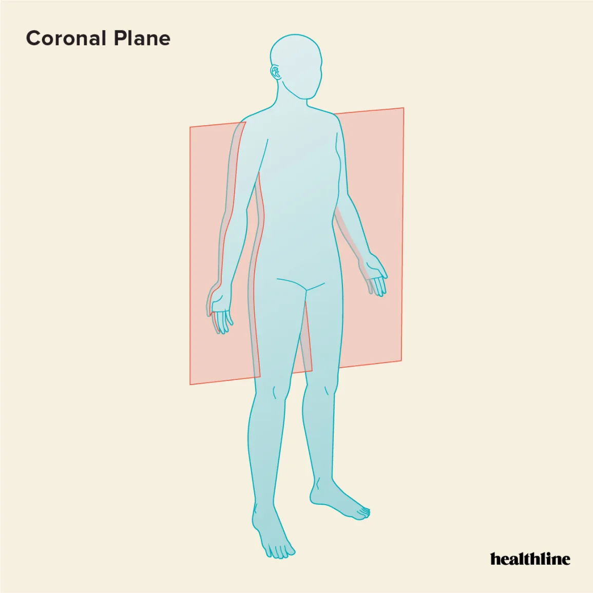 <p>Refers to a plane that divides the body into anterior and posterior portions</p>