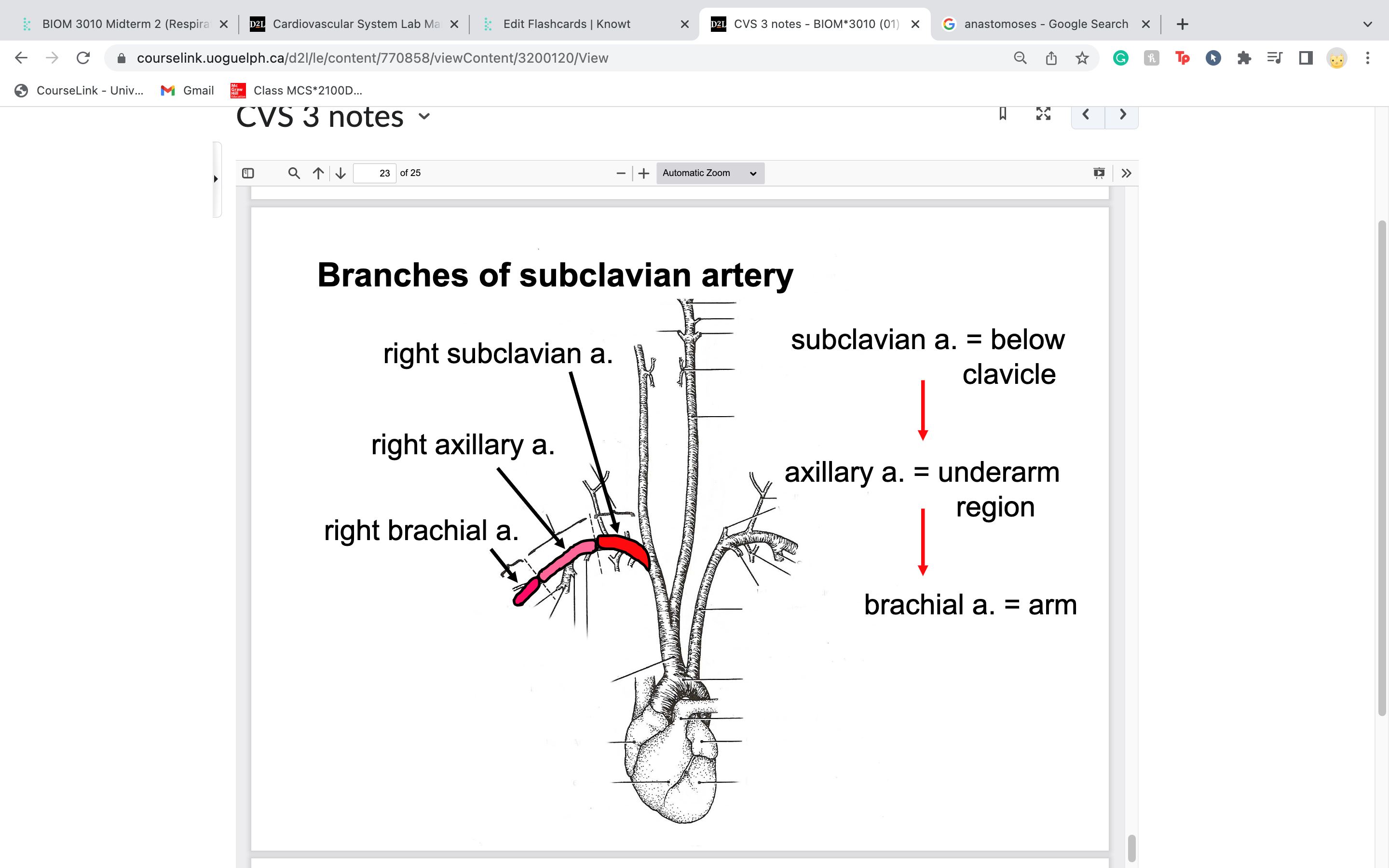 part of right subclavian artery 
once it reaches humerus its considered brachial artery, and runs parallel to the humerus 