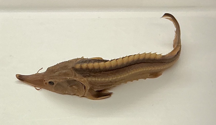 <p>Name the order</p>