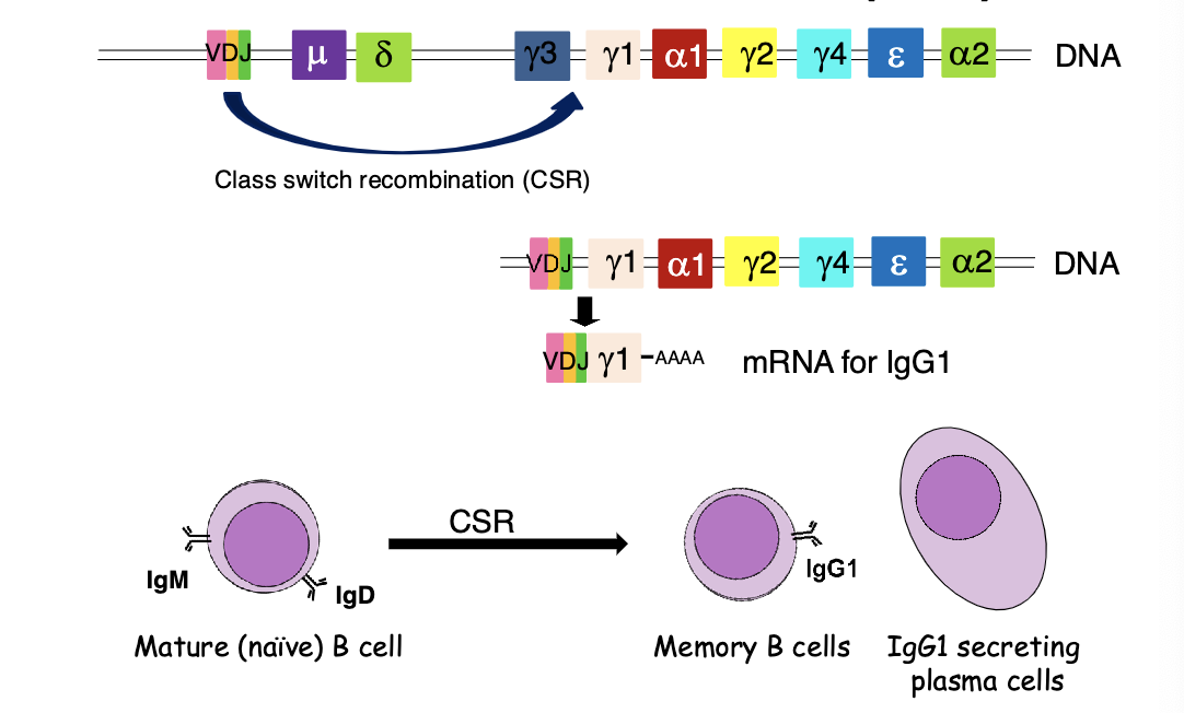 <p>allows B cells to change the antibody class they produce (e.g., from IgM to IgG, IgA, or IgE) without altering the antigen specificity. This process is guided by helper T cells, cytokines, and the enzyme AID, which introduces DNA breaks at switch regions to remove intervening constant region genes. The result is an antibody better suited to specific immune functions, such as neutralization, mucosal defense, or allergy responses.</p>