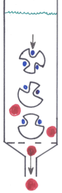 <p>A technique used to separate molecules based on size, where smaller molecules are retained in the pores of the stationary phase while larger molecules pass through more quickly. </p>