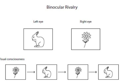 <p>Monkeys saw two things at the same time and the brain were scanned.’</p><p>They checked how many of the cells changed during this process (%)</p>