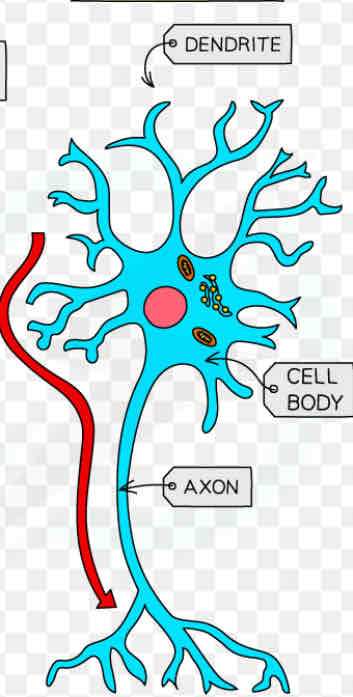 <p>Which neurone is this </p>