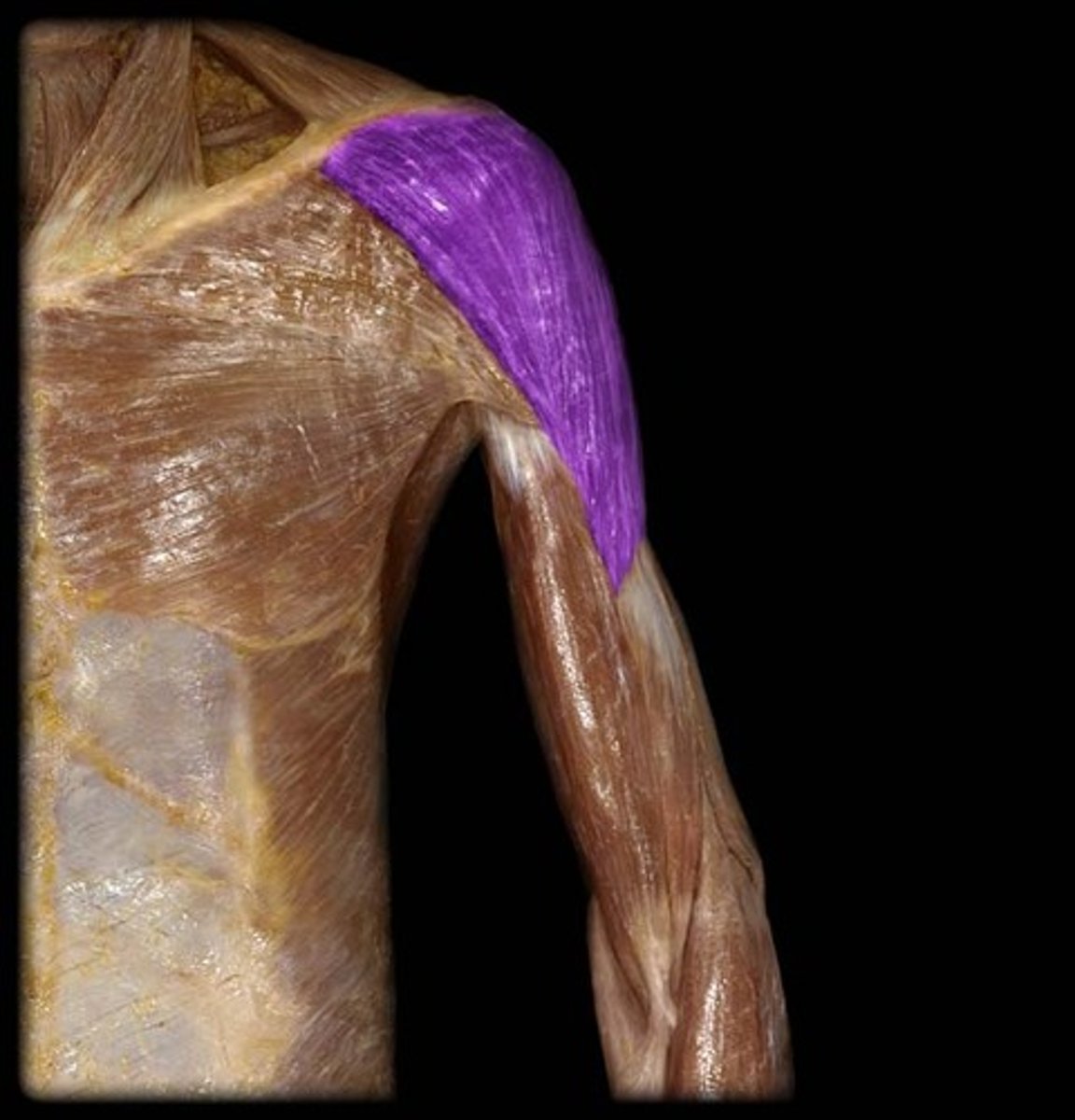 <p>abducts, flexes, and extends arm</p>