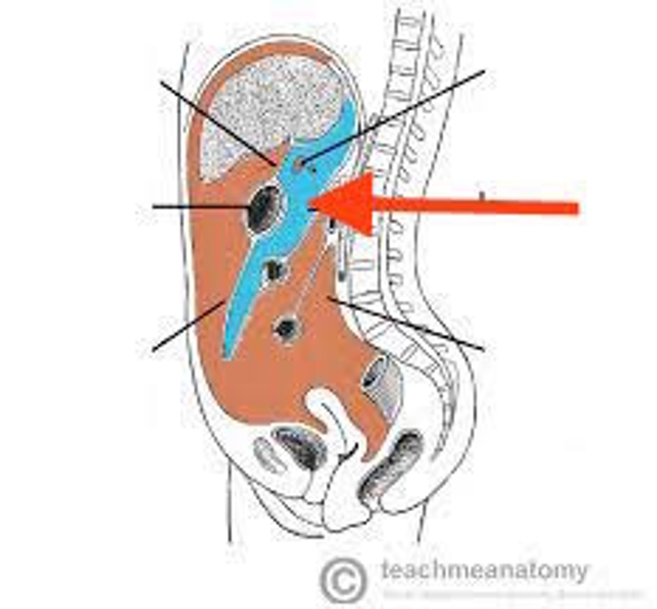 <p>peritoneal pouch located behind the lesser omentum and stomach</p>