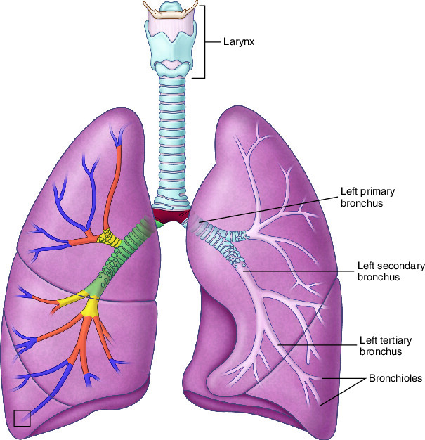 <p>distributes air from the trachea to the lungs </p>